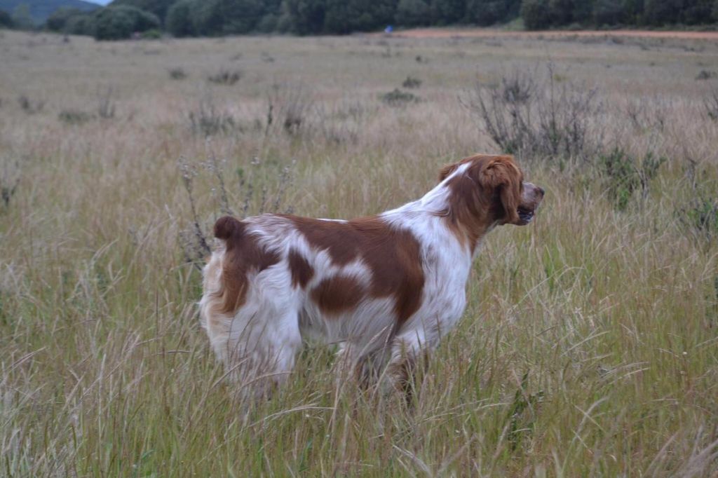 CH. Leon des compagnons de la vie