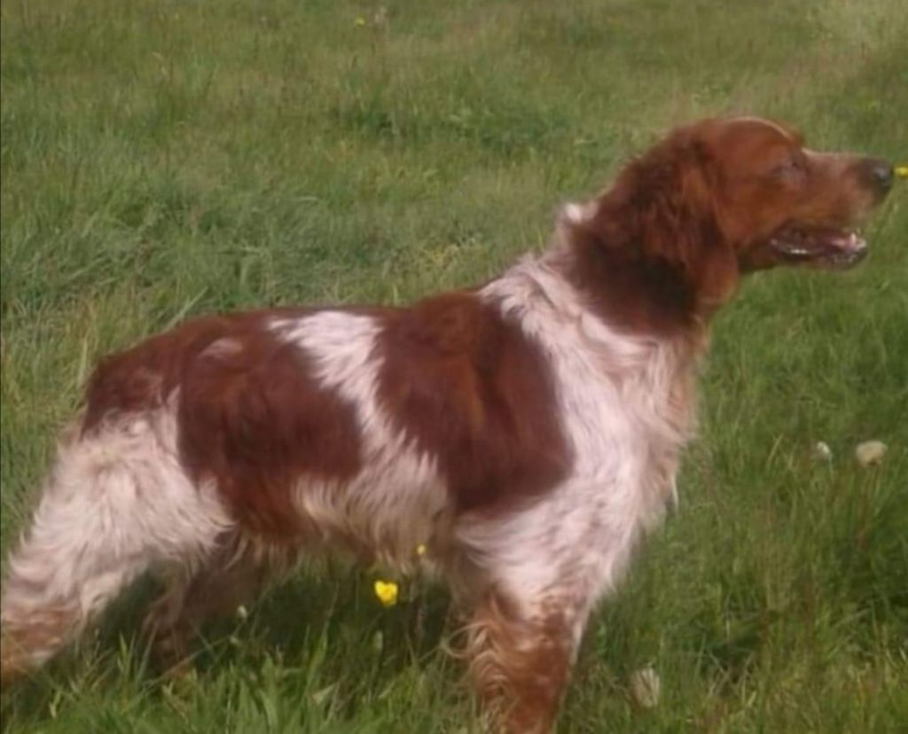 CH. de saint lubin Hugo
